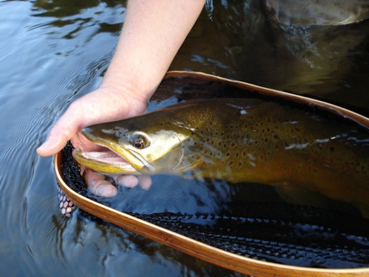 Brown Trout on a river bank.